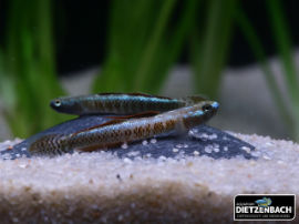 Stiphodon percnopterygionus - Golden Neon Goby