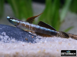 Stiphodon percnopterygionus