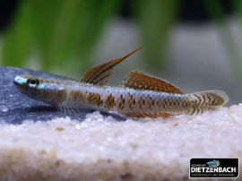 Stiphodon percnopterygionus - Golden Neon Goby