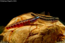 Stiphodon rutilaureus - Golden-red Stiphodon