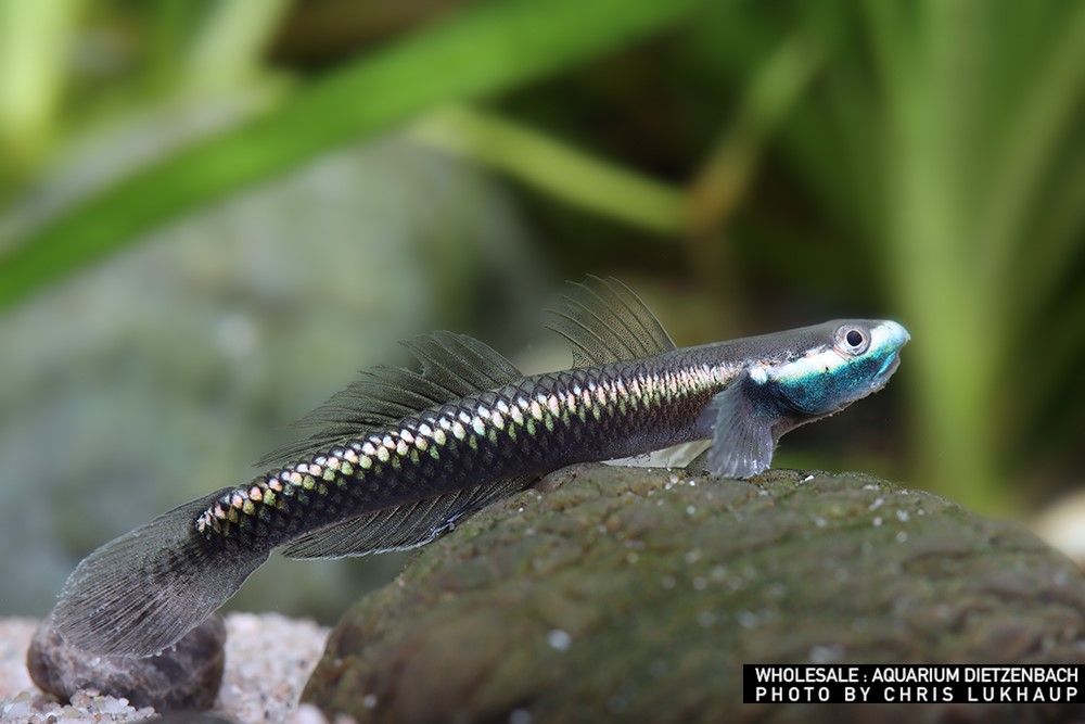Stiphodon semoni - Kobaltblauer Zwerggoby