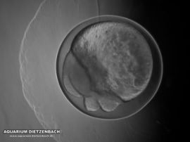 Synodontis cf. nigrita - Bild 14