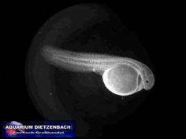 Synodontis cf. nigrita - Zeitraffer 5 FPS