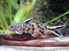 Synodontis lucipinnis - ca. 5 Monate alt