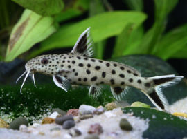 Synodontis lucipinnis - Adultes Tier