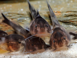 Synodontis multipunctata - Hallo