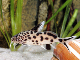 Synodontis multipunctata - Adultfärbung