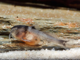 Synodontis multipunctata - Bin auch satt !