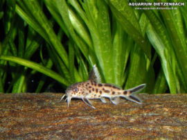 Synodontis multipunctatus - Fiederbartwels