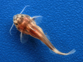Synodontis polli - Poll's Fiederbartwels