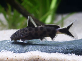 Synodontis polli - Poll's Fiederbartwels
