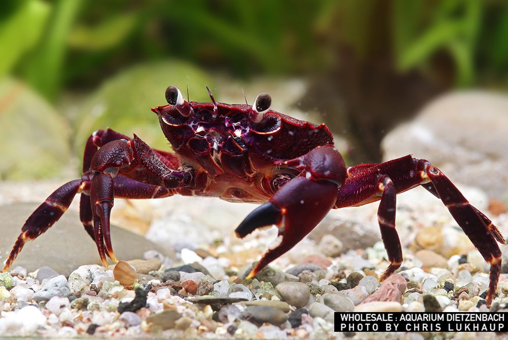 Syntripsa matannensis - Matano-Krabbe