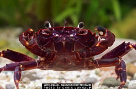 Syntripsa matannensis - Matano-Krabbe