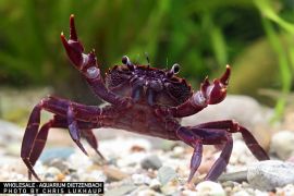 Syntripsa matannensis - Matano-Krabbe