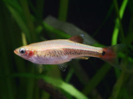 Tanichthys albonubes - Weibchen