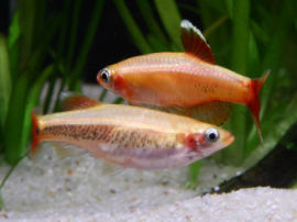 Tanichthys albonubes - Paarung