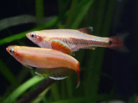 Tanichthys albonubes - Paarung