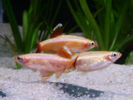 Tanichthys albonubes - Paarung