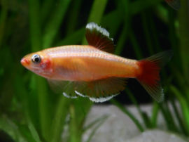Tanichthys albonubes - Gold Kardinalfisch