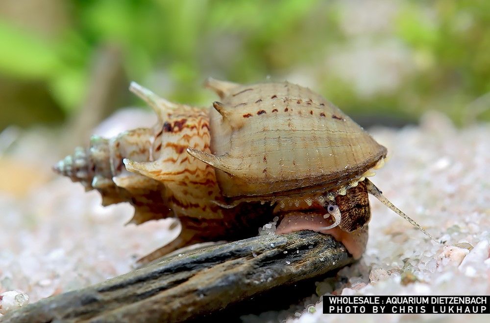 Thiara scabra - Turmdeckelschnecke "Ankylosaurus"
