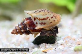 Thiara scabra - Turmdeckelschnecke "Ankylosaurus"