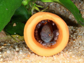 Tateurndina ocellicauda - Männchen mit dem Gelege