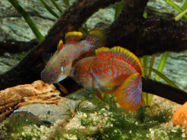 Tateurndina ocellicauda - Paar bei der Balz