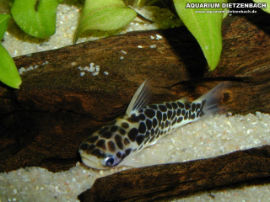 Tatia perugiae - Leopard Zwergdornwels