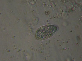 Tetrahymena spec.