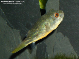 Tetraodon fahaka (lineatus) - Nil Kugelfisch