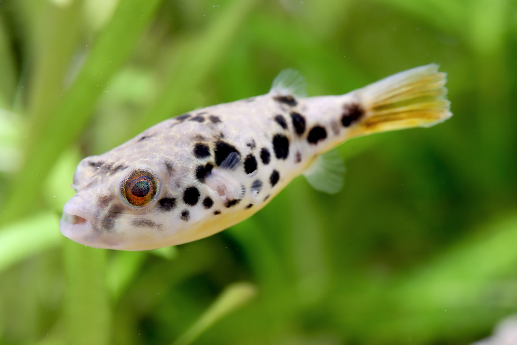 Tetraodon schoutedeni - Kongo Leopardkugelfisch WF 4-8 cm