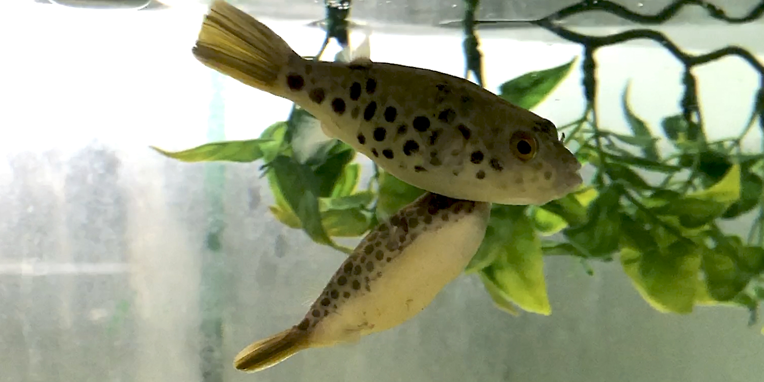 Tetraodon schoutedeni