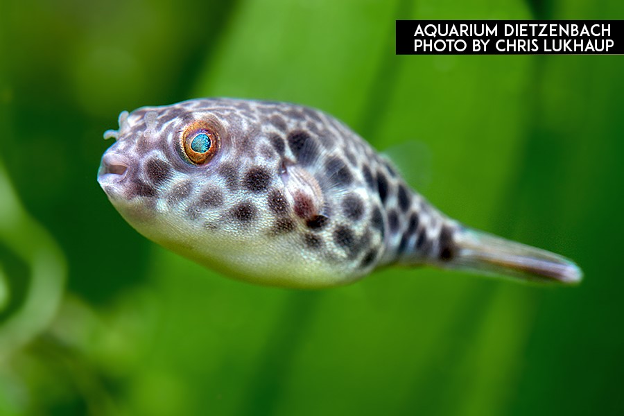 Tetraodon schoutedeni - Kongo Leopardkugelfisch