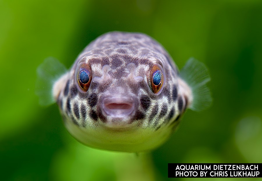 Tetraodon schoutedeni - Kongo Leopardkugelfisch