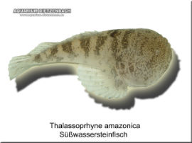 Thalassoprhyne amazonica - Süßwasser Steinfisch