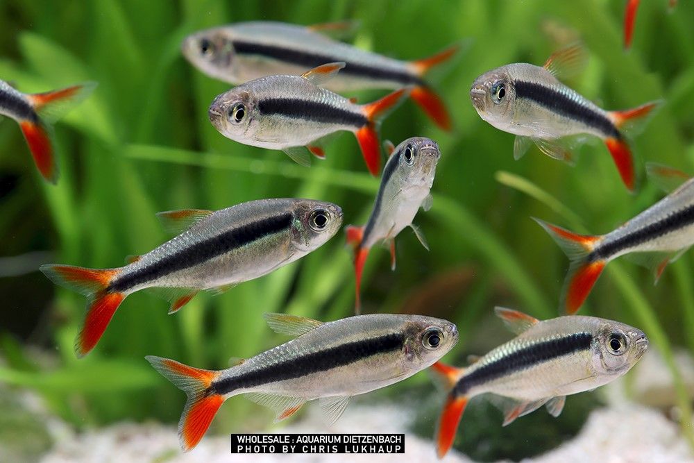 Thayeria sp. Redtail Rio Teles Pires - Rotschwanz-Pinguinsalmler