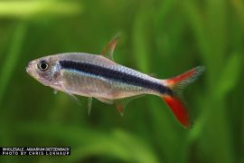 Thayeria sp. Redtail Rio Teles Pires - Rotschwanz-Pinguinsalmler