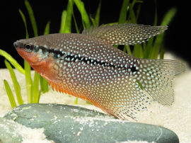 Trichogaster leeri - Mosaikfadenfisch