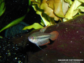 Trichopsis schalleri