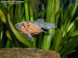 Trionyx sinensis