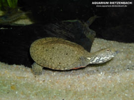 Trionyx sinensis
