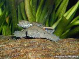 Trionyx sinensis