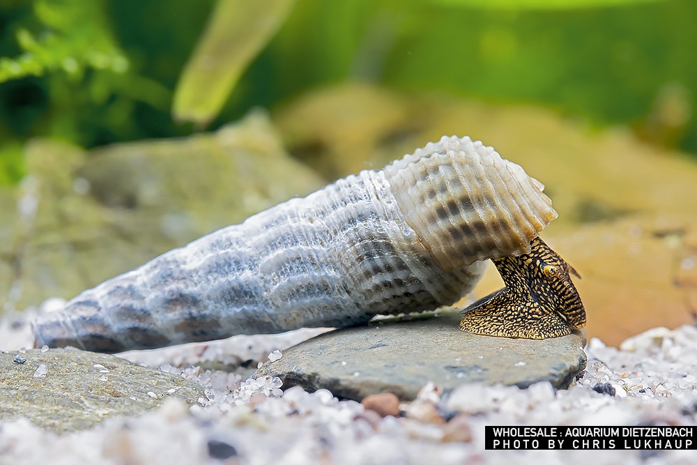 Tylomelania marwotoae - Turmdeckelschnecke "Himalayan"