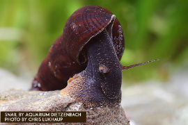 Tylomelania spec. - Turmdeckelschnecke orange foot