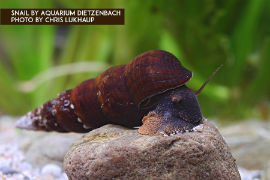 Tylomelania spec. - Turmdeckelschnecke orange foot