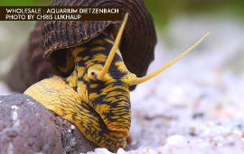Tylomelania spec. - yellow spot