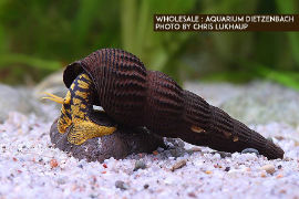 Tylomelania spec. - yellow spot