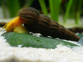 Tylomelania spec. - Turmdeckelschnecke golden