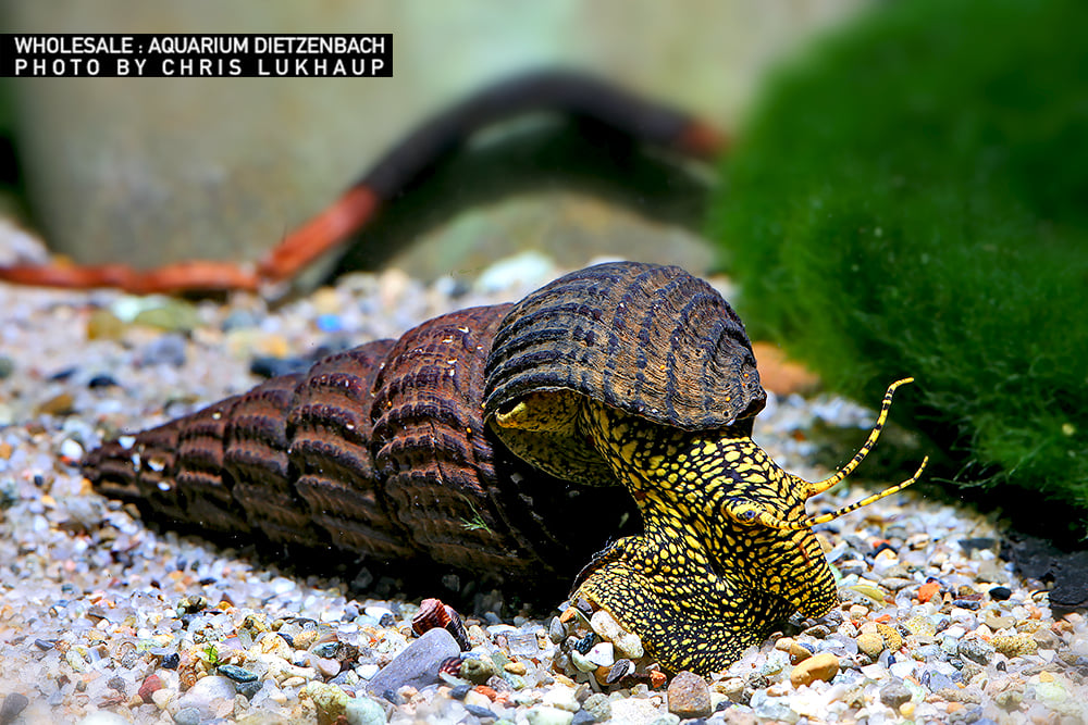 Tylomelania towutensis - Turmdeckelschnecke "Towuti black/yellow"