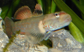 Vaimosa rambaiae